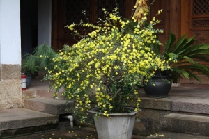 406 Yellow shrub