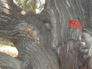 505 Tree 2