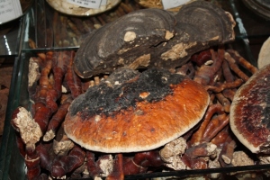 0649 Mushrooms 3
