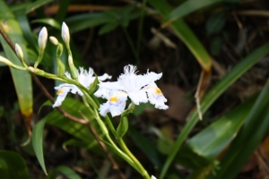 0866 White flower